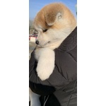 🐶 Akita Inu maschio di 1 anno e 4 mesi in vendita a Manfredonia (FG) da privato