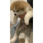 Cucciolo di Akita inu Fulvo - Foto n. 2