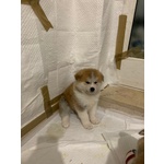 Cucciolo di Akita inu Fulvo - Foto n. 3
