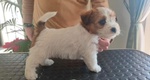 Jack Russell Terrier