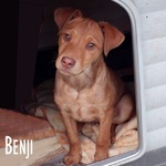 Benji, Cucciolino Super Coccolone Aspetta una Famiglia - Foto n. 2