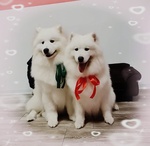 Cuccioli di Samoiedo - Foto n. 1