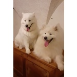 Cuccioli di Samoiedo - Foto n. 4