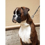 🐶 Boxer femmina in adozione a Roma (RM) da privato