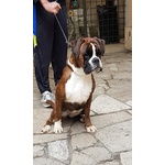 🐶 Boxer femmina in adozione a Viterbo (VT) da privato