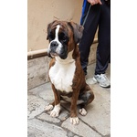 🐶 Boxer femmina in adozione a Rieti (RI) da privato