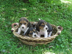 Stupendi Cuccioli Beagle - Foto n. 1