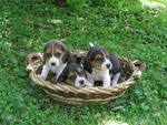 Stupendi Cuccioli Beagle