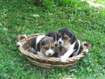 Stupendi Cuccioli Beagle - Foto n. 2