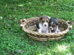 Stupendi Cuccioli Beagle - Foto n. 3