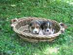 Stupendi Cuccioli Beagle - Foto n. 4