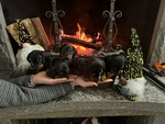Splendidi Cuccioli di Bassotto Nano - Foto n. 4