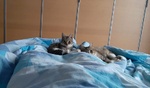 Gattine in Cerca di Adozione - Foto n. 1