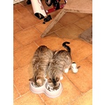 Gattine in Cerca di Adozione - Foto n. 3