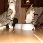 Gattine in Cerca di Adozione - Foto n. 5