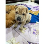 🐶 Shar Pei di 7 settimane (cucciolo) in vendita a Vibo Valentia (VV) da privato