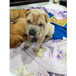 🐶 Shar Pei di 1 anno e 4 mesi in vendita a Vibo Valentia (VV) da privato