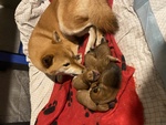 🐶 Shiba Inu femmina di 4 settimane (cucciolo) in vendita a Castelcovati (BS) e in tutta Italia da privato
