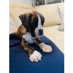 Cuccioli di Boxer