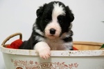 Disponibili Cuccioli Border Collie Maschi - Foto n. 2