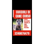 🐶 Cane Corso maschio di 3 mesi in vendita a Bari (BA) e in tutta Italia da privato