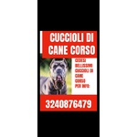 SPLENDIDI CUCCIOLI DI CANE CORSO ITALIANO