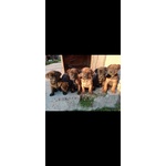 Splendidi Cuccioli di cane Corso Italiano - Foto n. 2
