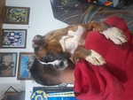 Cuccioli di Boxer