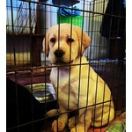 🐶 Labrador maschio di 2 mesi in vendita a Perugia (PG) e in tutta Italia da privato