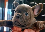 🐶 Bulldog Francese femmina di 3 mesi in vendita a Roma (RM) da privato