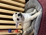 🐶 Chihuahua maschio di 3 mesi in vendita a Avigliana (TO) e in tutta Italia da privato
