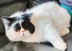 Gatto persiano exotic shorthair