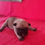 Cuccioli di Bouledogue Francese - Foto n. 2