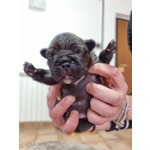 Cuccioli di Bouledogue Francese - Foto n. 3