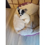 🐶 Chihuahua femmina di 1 anno e 6 mesi in vendita a Firenze (FI) e in tutta Italia da privato