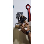 Disponibili Bellissimi Cuccioli di Boxer - Foto n. 4