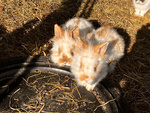 Cuccioli Conigli nani Testa di Leone - Foto n. 2