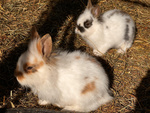 Cuccioli Conigli nani Testa di Leone - Foto n. 4