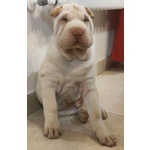 Cuccioli di Sharpei alta Genealogia con Pedigree - Foto n. 3