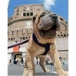 Cuccioli di Sharpei alta Genealogia con Pedigree