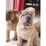 Cuccioli di Sharpei alta Genealogia con Pedigree - Foto n. 6