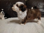 Cucciolo Maschio di 2 mesi di Razza Bichon Havanese - Foto n. 1