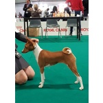 Cucciolata basenji