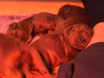 Cuccioli di Setter Irlandese Rosso - Foto n. 1