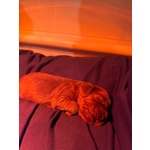 Cuccioli di Setter Irlandese Rosso - Foto n. 5