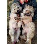 Cuccioli di lupo Cecoslovacco - Foto n. 2