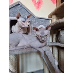 Sphynx con Pedigree da Riproduzione - Foto n. 2