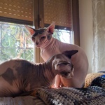 Sphynx con Pedigree da Riproduzione - Foto n. 3