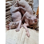 Sphynx con Pedigree da Riproduzione - Foto n. 4