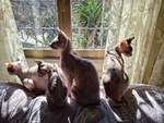 Sphynx con Pedigree da Riproduzione